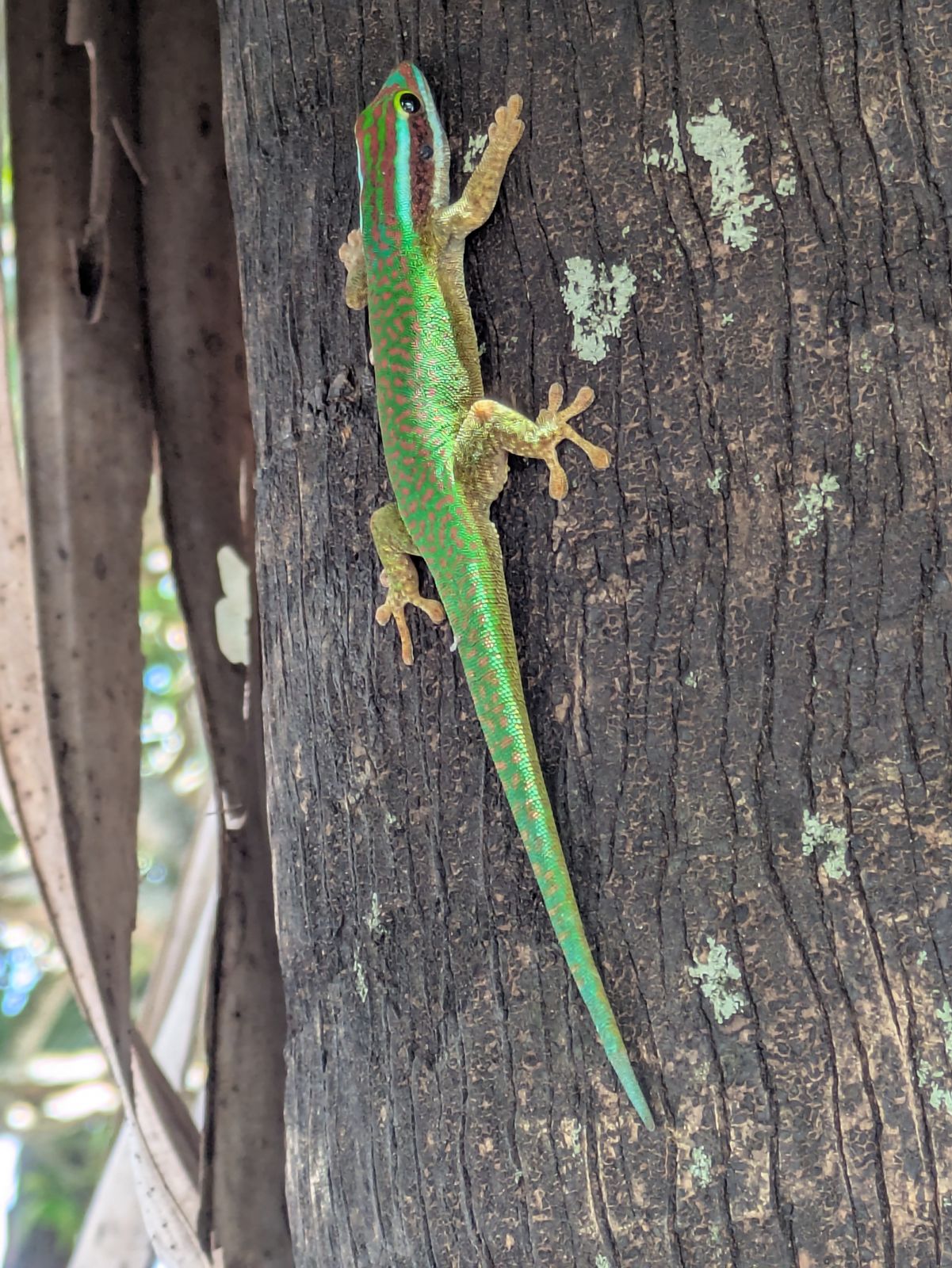Le gecko vert de Manapany (Phelsuma), endemique de cette bande de cote du Sud