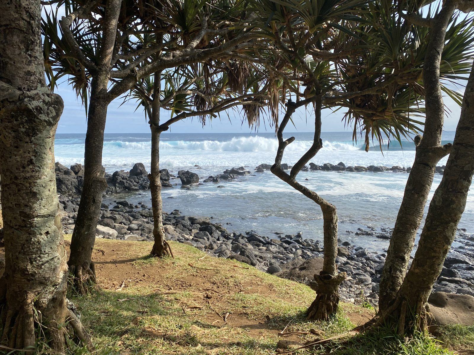 Les vacoas et le rivage rocheux de Grande Anse face à la houle, à La Réunion
